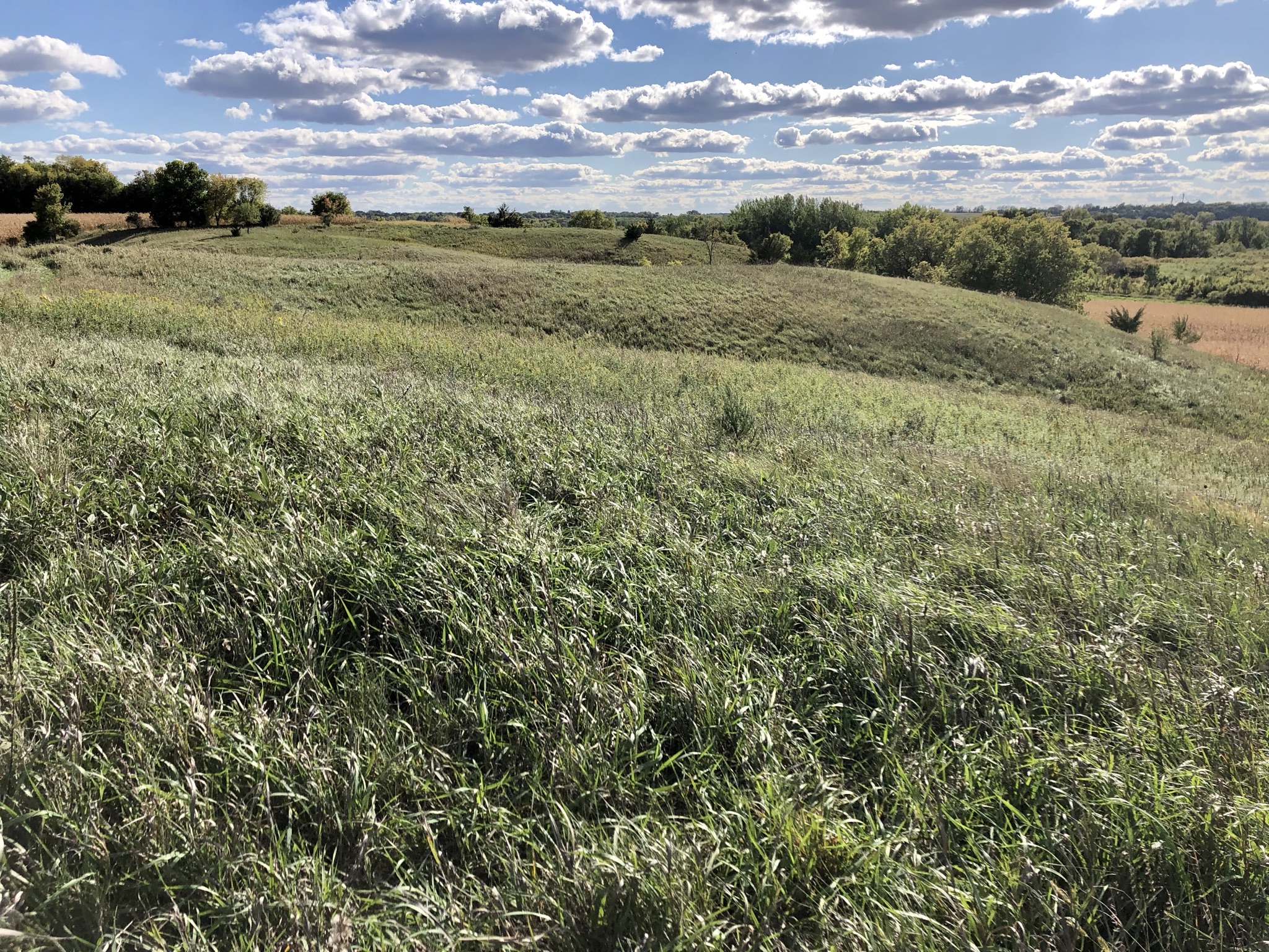 Spring at a native prairie bank easement.